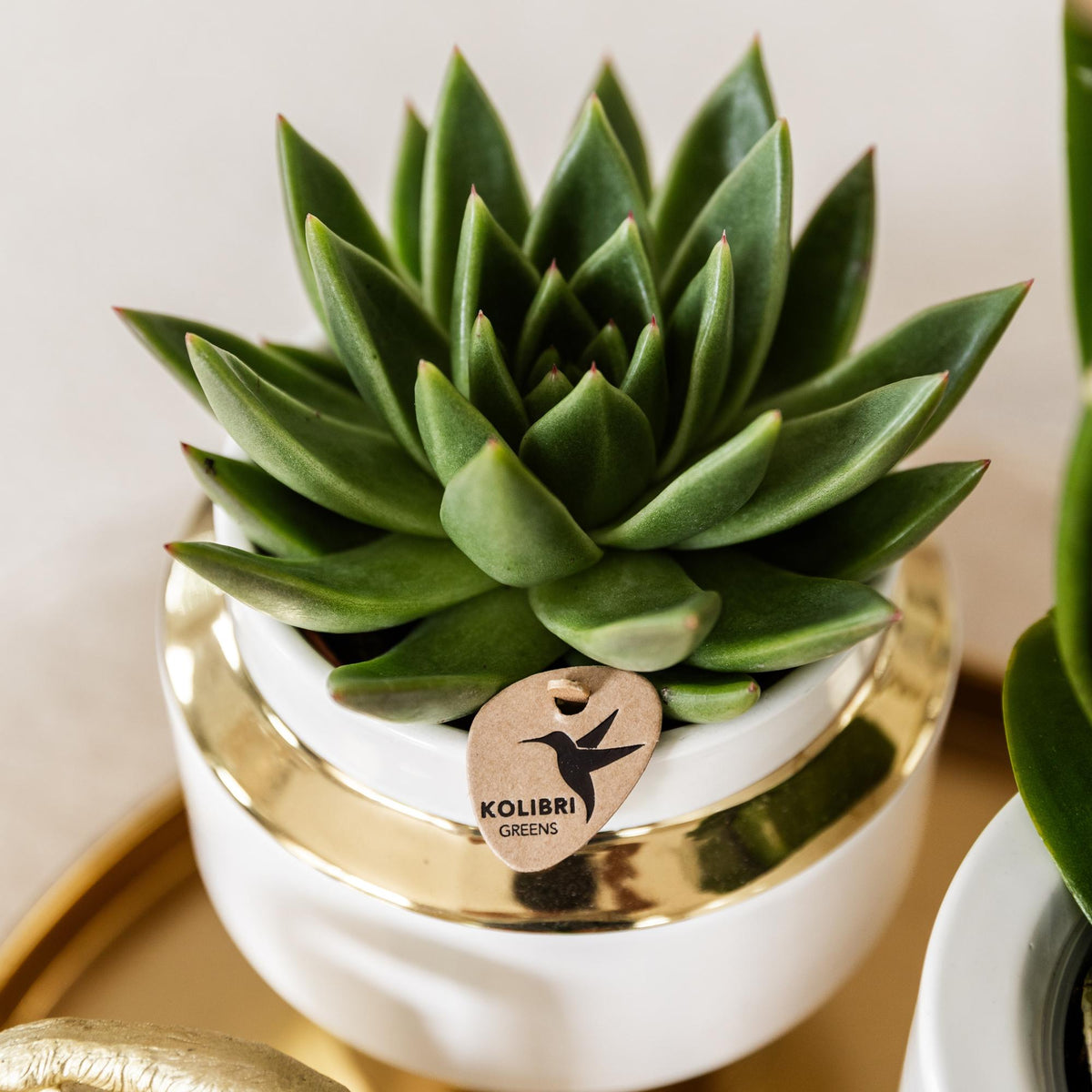 Kolibri Greens | Set mit 4 Sukkulenten - Grünpflanzen - Topfgröße Ø9cm