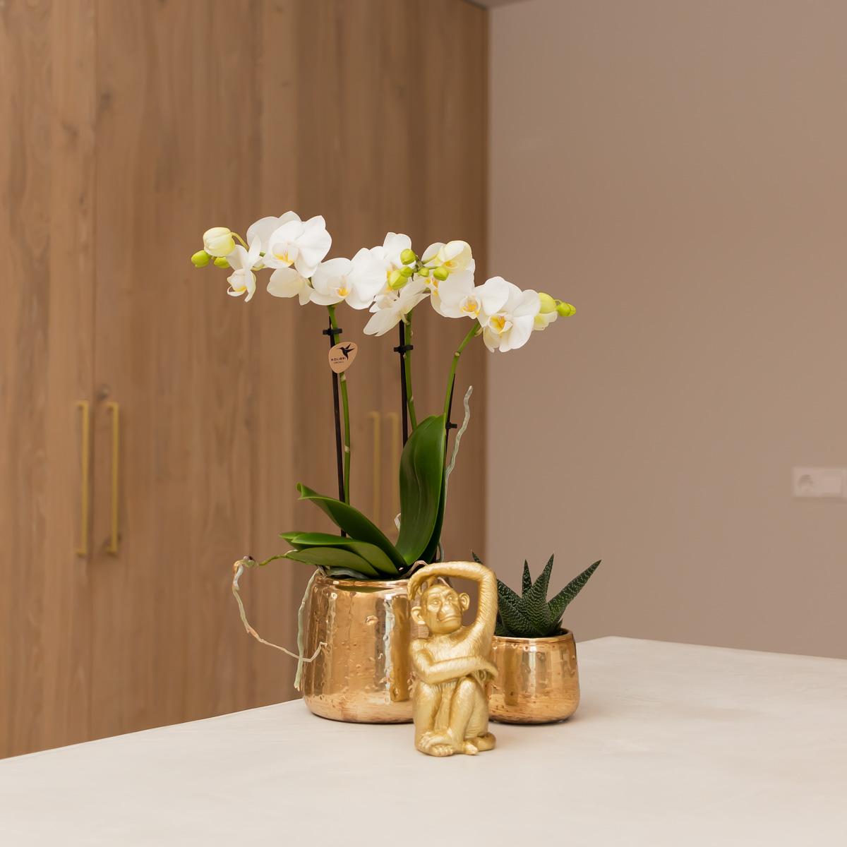 Kolibri Orchideen | weiße Phalaenopsis Orchidee - Amabilis + Luxus Ziertopf gold - Topfgröße Ø9cm - 40cm hoch | blühende Zimmerpflanze im Blumentopf - frisch vom Züchter