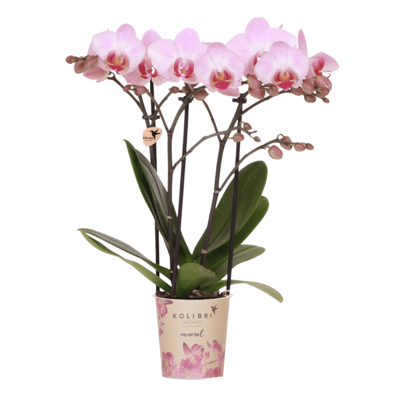 Kolibri Orchids | Rosa Phalaenopsis-Orchidee - Mineral Antwerp - Blühende Zimmerpflanze - Frisch vom Züchter - Ø9cm