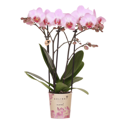 Kolibri Orchids | Rosa Phalaenopsis-Orchidee - Mineral Antwerp - Blühende Zimmerpflanze - Frisch vom Züchter - Ø9cm
