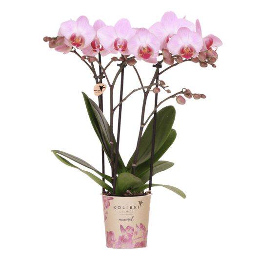 Kolibri Orchids | Rosa Phalaenopsis-Orchidee - Mineral Antwerp - Blühende Zimmerpflanze - Frisch vom Züchter - Ø9cm