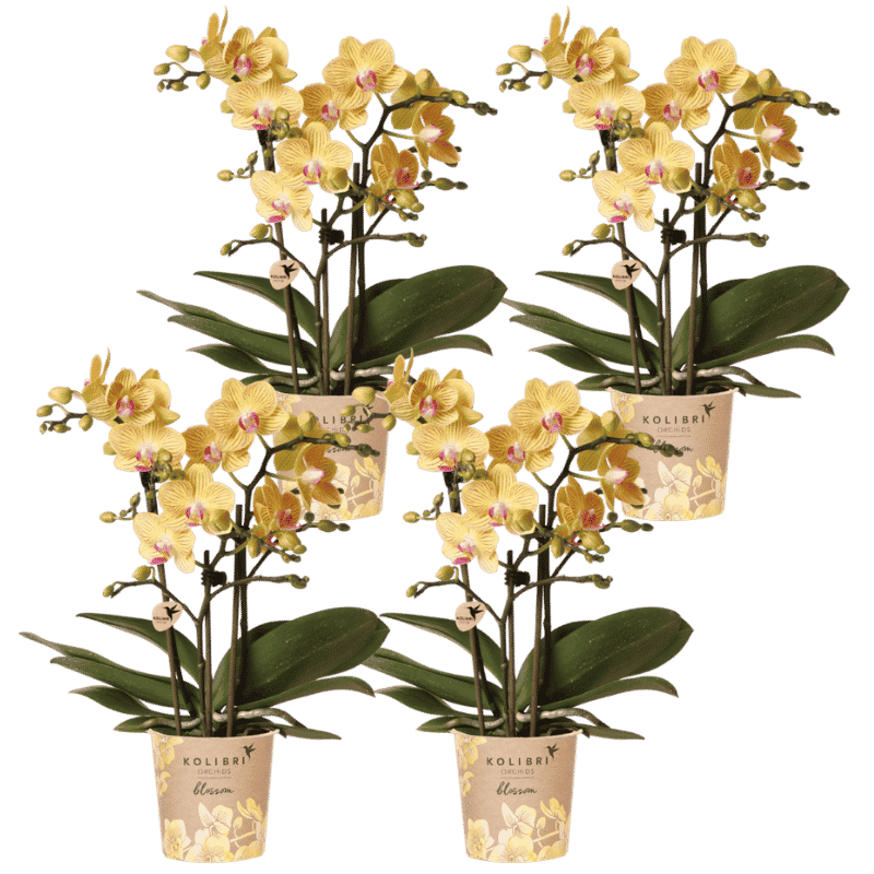 Kolibri Orchids | Kombi-Angebot - 4 Gelbe Phalaenopsis Orchideen Blossom Lima - Ø9 cm