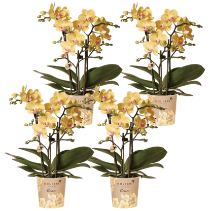 Kolibri Orchids | Kombi-Angebot - 4 Gelbe Phalaenopsis Orchideen Blossom Lima - Ø9 cm