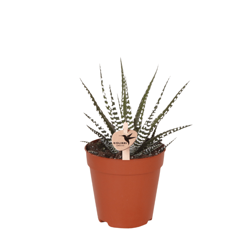 Kolibri Greens | Grünpflanze - Sukkulente Haworthia Big Band - Grüne Zimmerpflanze - Frisch vom Züchter - Ø9cm