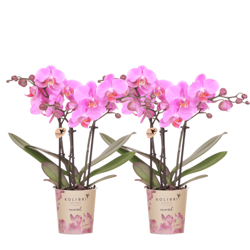 Kolibri Orchids | Kombi-Angebot - 2 Rosa-Violette Phalaenopsis Orchideen Mineral Frederikstad - Ø9 cm