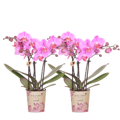 Kolibri Orchids | Kombi-Angebot - 2 Rosa-Violette Phalaenopsis Orchideen Mineral Frederikstad - Ø9 cm