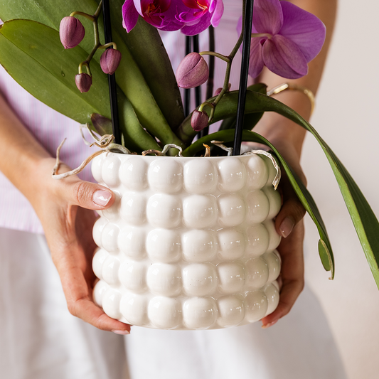 Kolibri Orchids | Weiße Amabilis Orchidee Geschenkset - inkl. Giftbox, Orchidee & Übertopf - Ø9cm