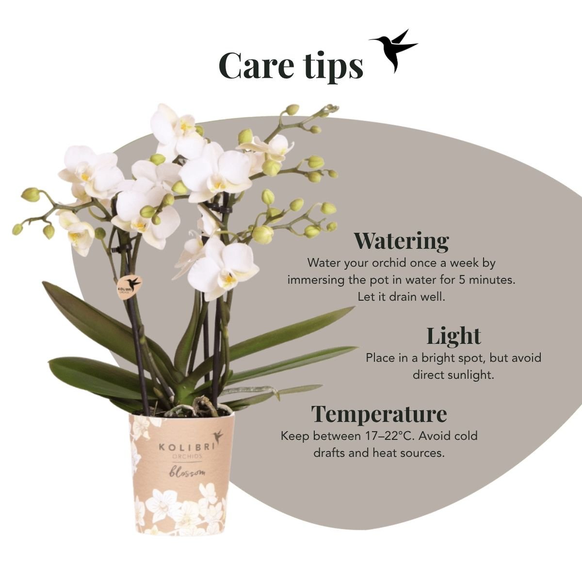 Kolibri Orchids | Kombi-Angebot - 2 Weiße Phalaenopsis Orchideen Blossom Zurich - Ø9 cm