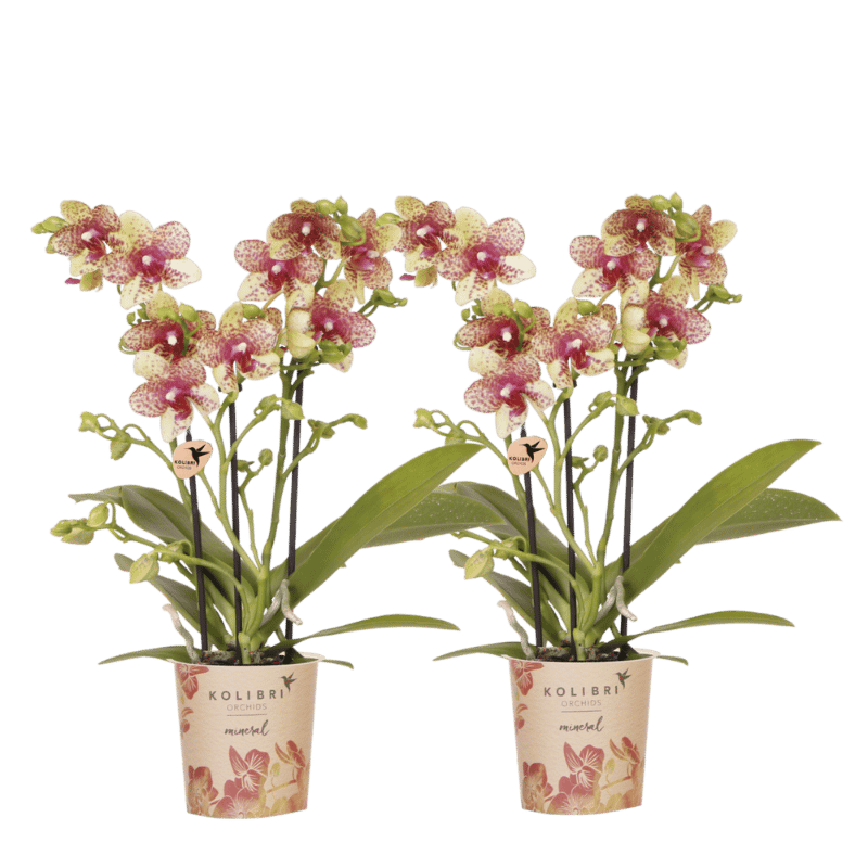 Kolibri Orchids | Kombi-Angebot - 2 Orange-Gelbe Phalaenopsis Orchideen Mineral Grosseto - Ø9 cm