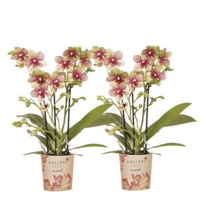 Kolibri Orchids | Kombi-Angebot - 2 Orange-Gelbe Phalaenopsis Orchideen Mineral Grosseto - Ø9 cm