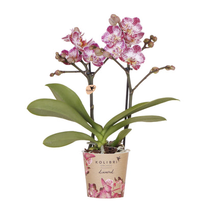 Kolibri Orchids | Rosa-Violette Phalaenopsis-Orchidee Topfgröße Ø9cm | Bora Bora | Blühende Zimmerpflanze – Frisch vom Züchter