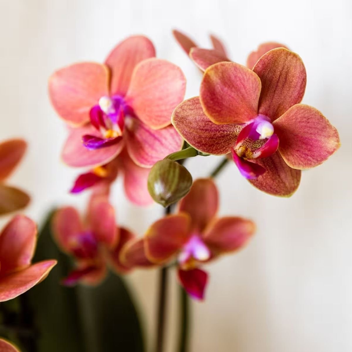 Kolibri Orchids | Oranges Jungle Bouquet Mineral Bolzano im Cotton Basket