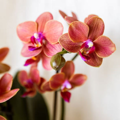 Kolibri Orchids | Oranges Jungle Bouquet Mineral Bolzano im Cotton Basket
