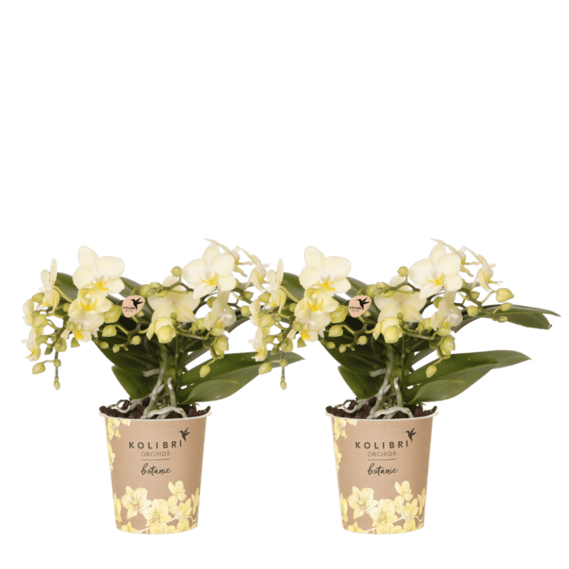 Kolibri Orchids | Kombi-Angebot - 2 Gelbe Phalaenopsis Orchideen Botanic Yellow - Ø9 cm
