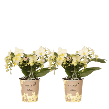 Kolibri Orchids | Kombi-Angebot - 2 Gelbe Phalaenopsis Orchideen Botanic Yellow - Ø9 cm