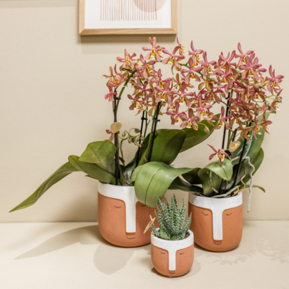 Kolibri Orchideen | orangefarbene Phalaenopsis-Orchidee – Spider – Topfgröße Ø9 cm | blühende Zimmerpflanze – frisch vom Züchter
