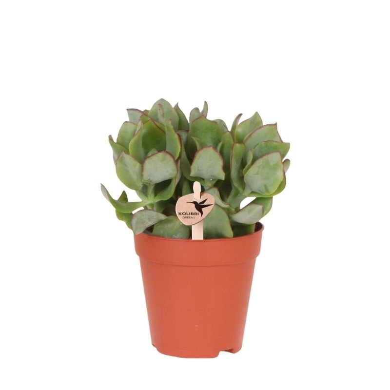 Kolibri Greens | Grünpflanze - Sukkulente Crassula Arborescens - Grüne Zimmerpflanze - Frisch vom Züchter - Ø9cm