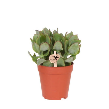 Kolibri Greens | Grünpflanze - Sukkulente Crassula Arborescens - Grüne Zimmerpflanze - Frisch vom Züchter - Ø9cm