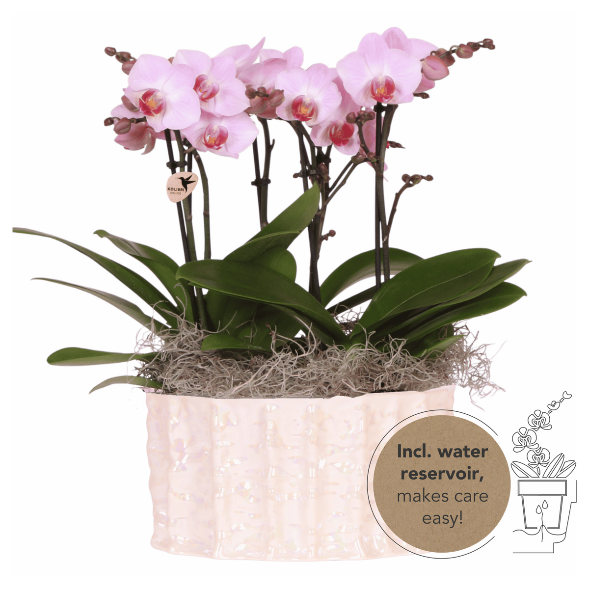 Kolibri Orchids | Rosa Jungle Bouquet Antwerpen in Oyster Dish