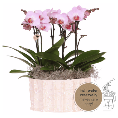 Kolibri Orchids | Rosa Jungle Bouquet Antwerpen in Oyster Dish