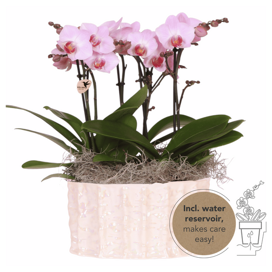Kolibri Orchids | Rosa Jungle Bouquet Antwerpen in Oyster Dish