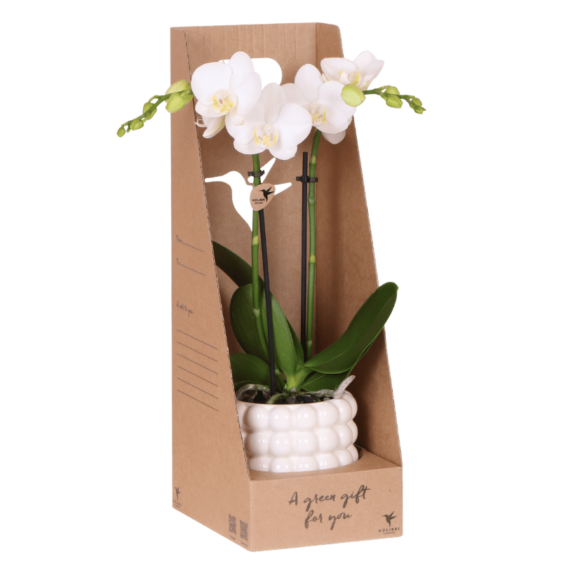 Kolibri Orchids | Weiße Amabilis Orchidee Geschenkset - inkl. Giftbox, Orchidee & Übertopf - Ø9cm