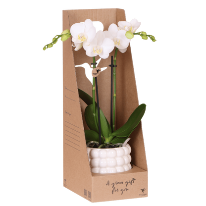 Kolibri Orchids | Weiße Amabilis Orchidee Geschenkset - inkl. Giftbox, Orchidee & Übertopf - Ø9cm