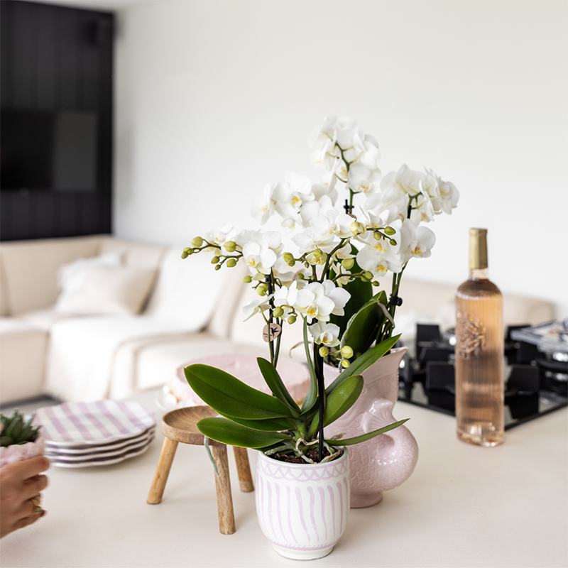 Geschenkset Granada Rosa | Grünpflanze mit rosa Phalaenopsis-Orchidee in Granada-Ziertöpfen auf einem rosa organischen Tablett