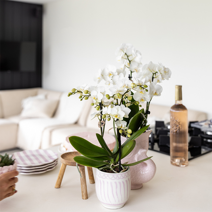 Geschenkset Granada Rosa | Grünpflanze mit rosa Phalaenopsis-Orchidee in Granada-Ziertöpfen auf einem rosa organischen Tablett