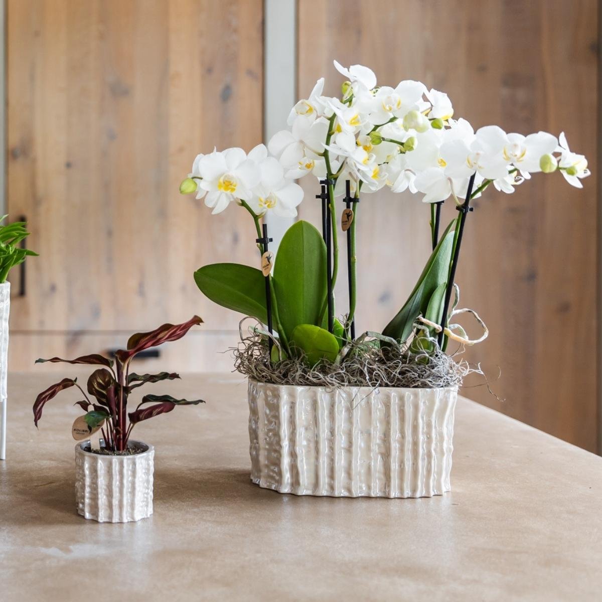 Kolibri Home | Oyster Twin Übertopf - Ø18 cm