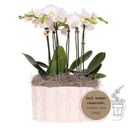 Kolibri Orchids | Weißes Jungle Bouquet Mineral Amabilis in Oyster Dish