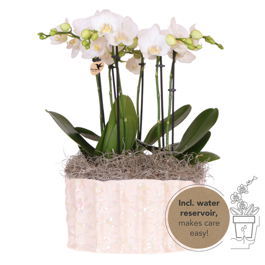 Kolibri Orchids | Weißes Jungle Bouquet Mineral Amabilis in Oyster Dish