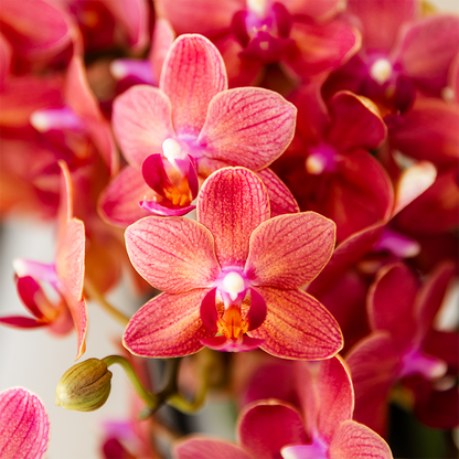 Kolibri Orchids - Überraschungsbox Einfarbig - Pflanzen-Vorteilsbox - Überraschungsbox mit 2 Orchideen - Frisch vom Züchter