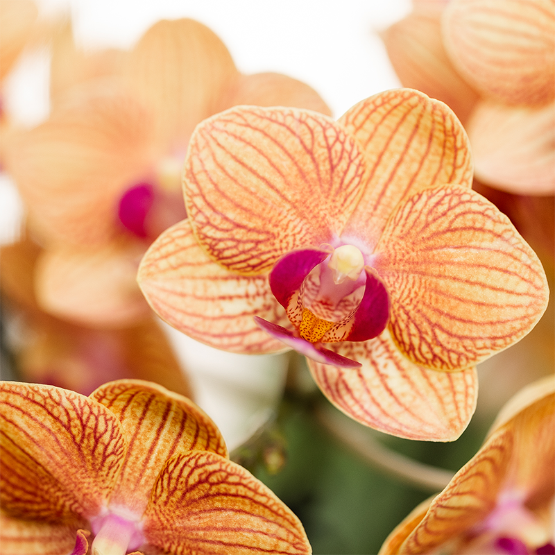 Pflanzenset Poppy Orange | Orange Phalaenopsis Orchidee Jamaica und Sukkulente inkl. Keramische Ziertöpfe