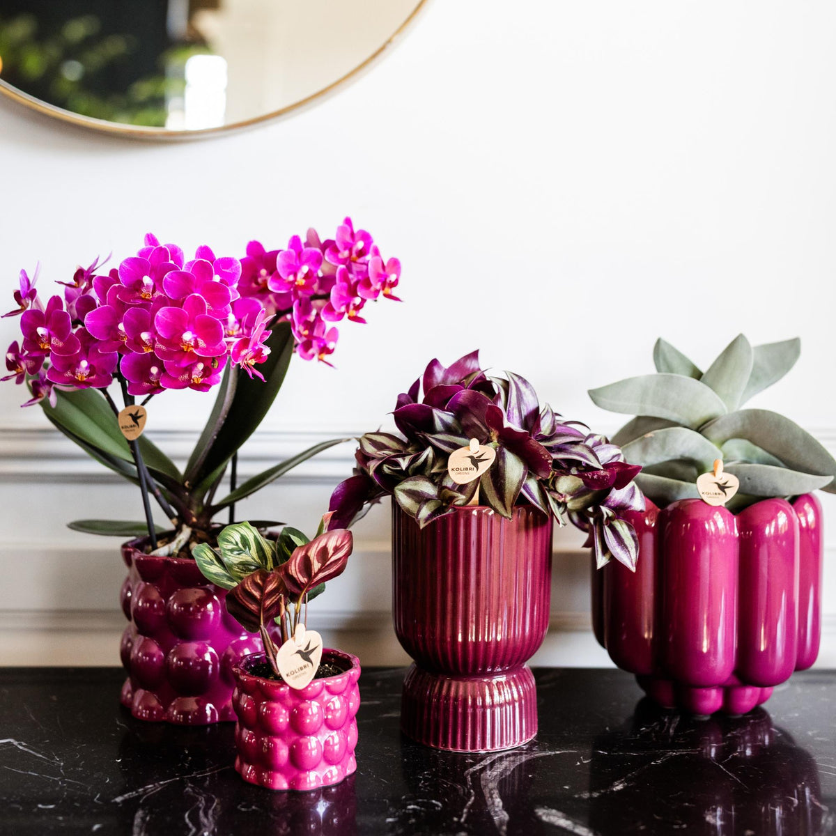 Kolibri Orchids | Lila Phalaenopsis Orchidee - Morelia - Topfgröße Ø9cm | blühende Zimmerpflanze - frisch vom Züchter