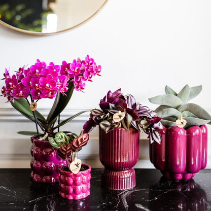 Kolibri Orchids | Lila Phalaenopsis Orchidee - Morelia - Topfgröße Ø9cm | blühende Zimmerpflanze - frisch vom Züchter