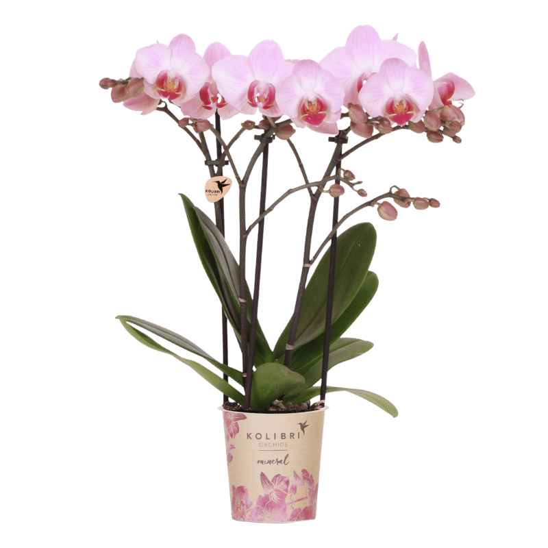 Kolibri Orchids | Rosa Antwerp Orchidee Geschenkset - inkl. Giftbox, Orchidee & Übertopf - Ø9cm