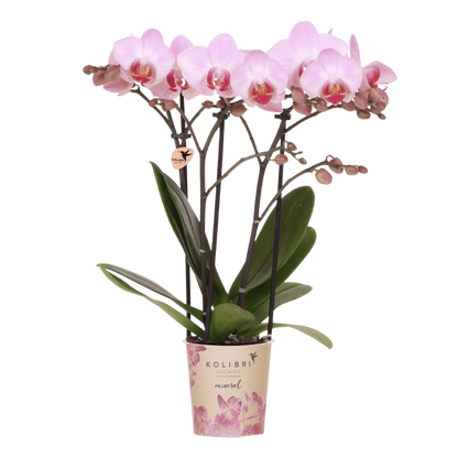 Kolibri Orchids | Rosa Antwerp Orchidee Geschenkset - inkl. Giftbox, Orchidee & Übertopf - Ø9cm
