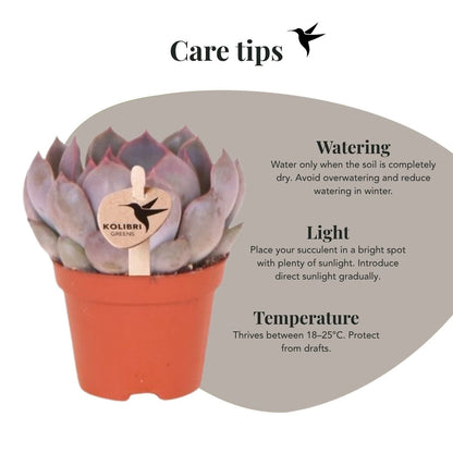 Kolibri Greens | Grünpflanze - Sukkulente Echeveria Summer - Grüne Zimmerpflanze - Frisch vom Züchter - Ø6cm