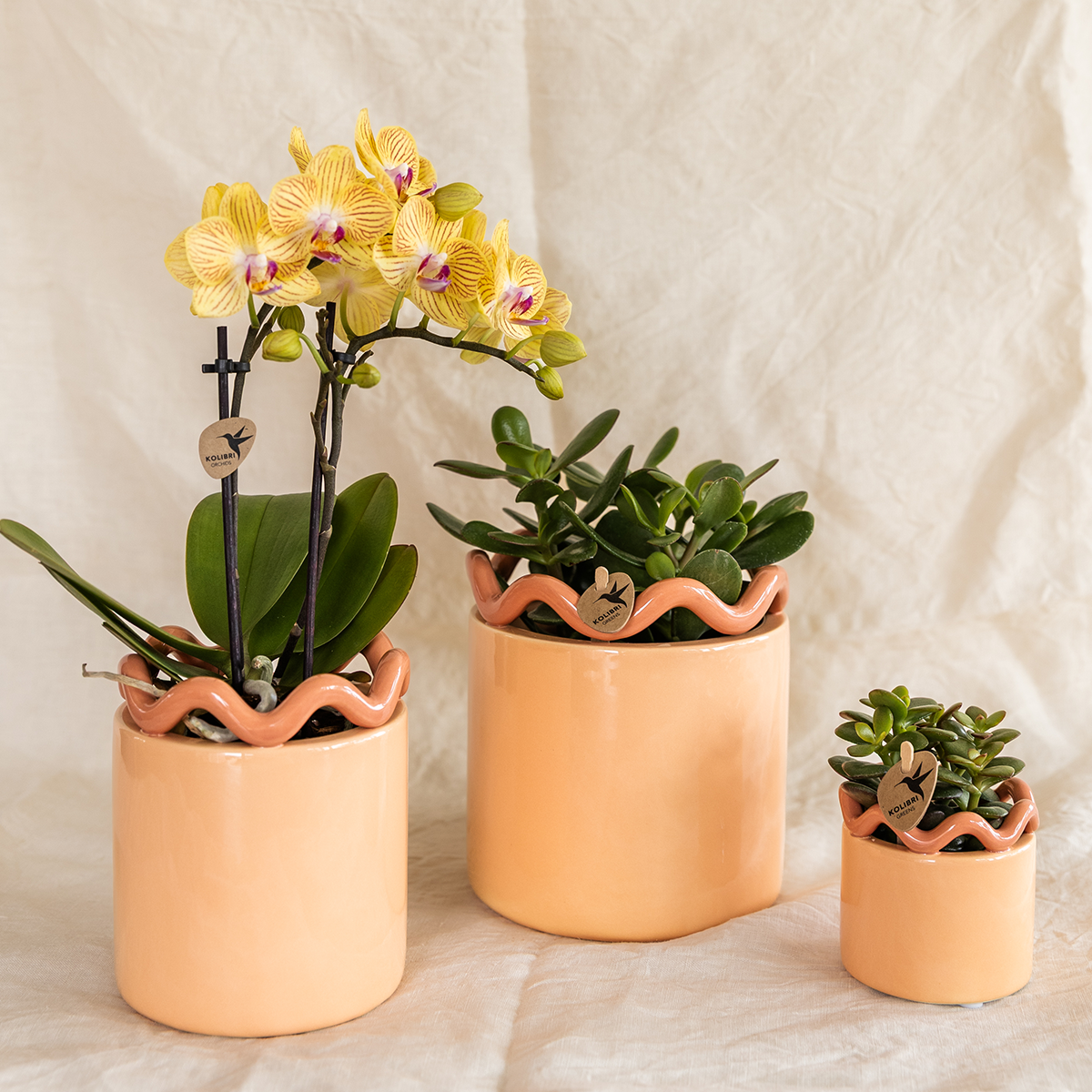 Tika (Phalaenopsis Lima)