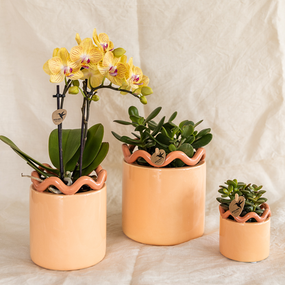 Tika (Phalaenopsis Lima)
