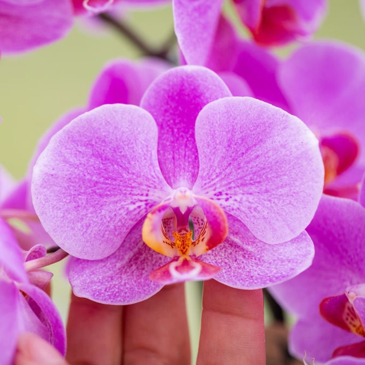 Kolibri Orchids | Kombi-Angebot - 4 Rosa-Violette Phalaenopsis Orchideen Mineral Frederikstad - Ø9 cm