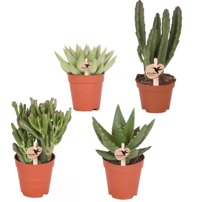 Set von 4 Sukkulenten