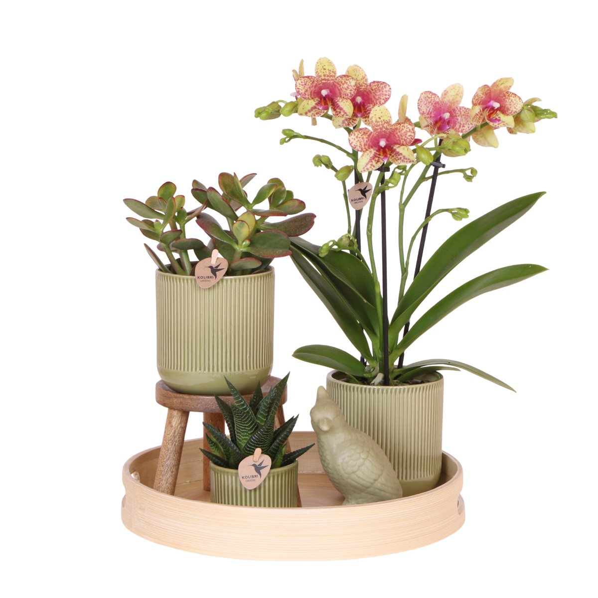 Kolibri Orchids | Geschenkset Flare Grün - Orange-Gelbe Phalaenopsis Orchidee Mineral Grosseto & Sukkulenten