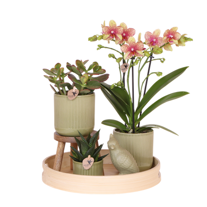 Kolibri Orchids | Geschenkset Flare Grün - Orange-Gelbe Phalaenopsis Orchidee Mineral Grosseto & Sukkulenten