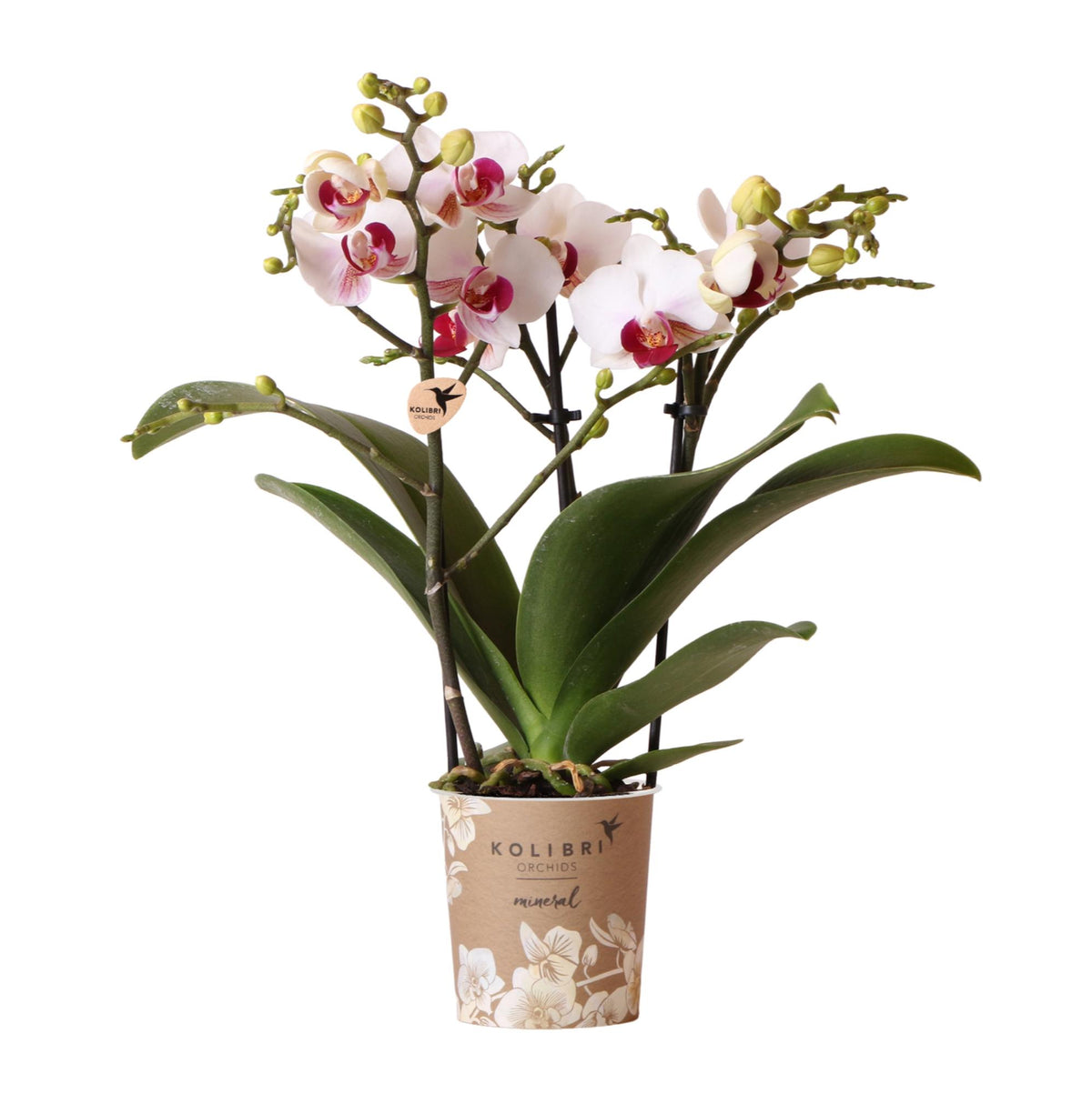 Emma (Phalaenopsis Gibraltar)