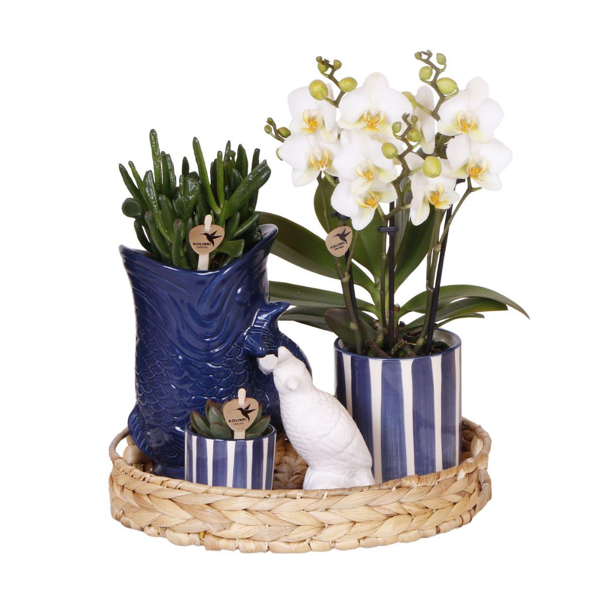 Pflanzenset Mediterranean Sunset | Weiße Phalaenopsis Orchidee Lausanne und Sukkulenten inkl. Keramik-Ziertöpfe