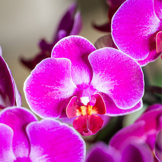 Kolibri Orchids | Violettes Jungle Bouquet Mineral Morelia im Reed Basket