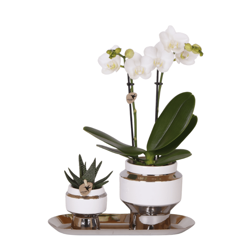 Kolibri Orchids | Geschenkset Le Chic Silver - Weiße Phalaenopsis Orchidee Amabilis & Sukkulente