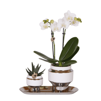 Kolibri Orchids | Geschenkset Le Chic Silver - Weiße Phalaenopsis Orchidee Amabilis & Sukkulente